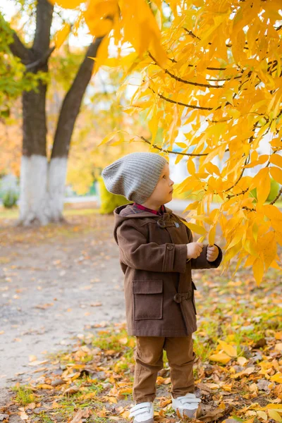 Niño Lindo Con Abrigo Otoño Gorra Juega Parque Otoño Con — Foto de Stock