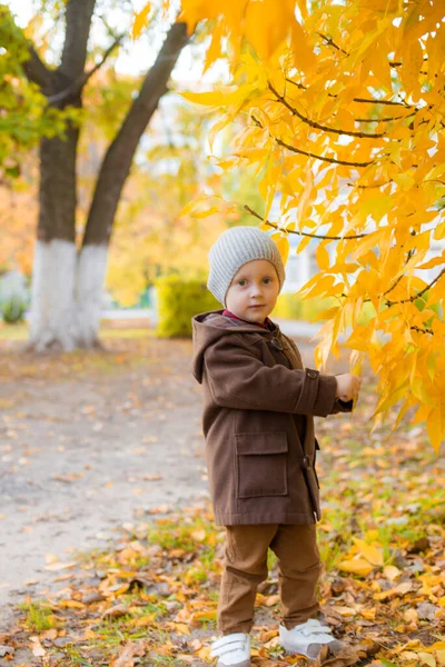 Little Cute Boy Autumn Coat Cap Plays Autumn Park Yellow — Stock Photo, Image