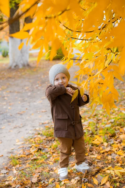 Little Cute Boy Autumn Coat Cap Plays Autumn Park Yellow — Stock Photo, Image