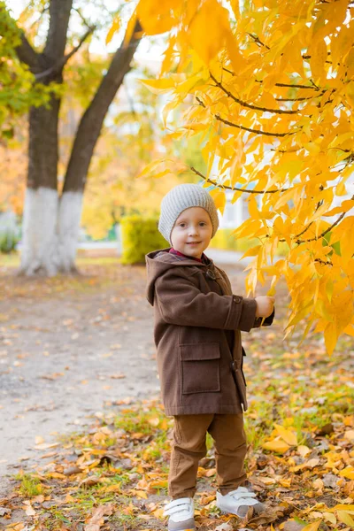 Little Cute Boy Autumn Coat Cap Plays Autumn Park Yellow — Stock Photo, Image