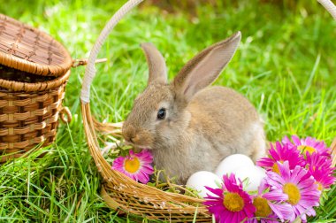 Sepette yumurta Paskalya tavşanı