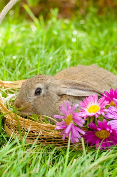 Conejo de Pascua con huevos en cesta —  Fotos de Stock