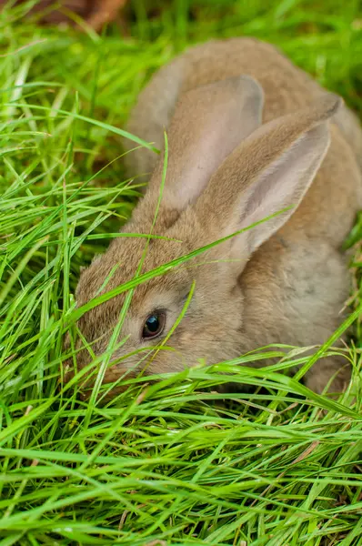 Пасхальный кролик с яйцами в корзине — стоковое фото