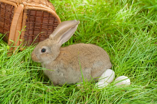 Easter bunny with eggs in basket — Stock Photo, Image