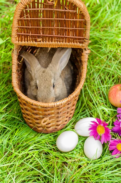 Lapin de Pâques avec œufs dans le panier — Photo