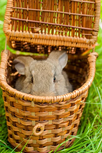 Easter bunny with eggs in basket — Stock Photo, Image