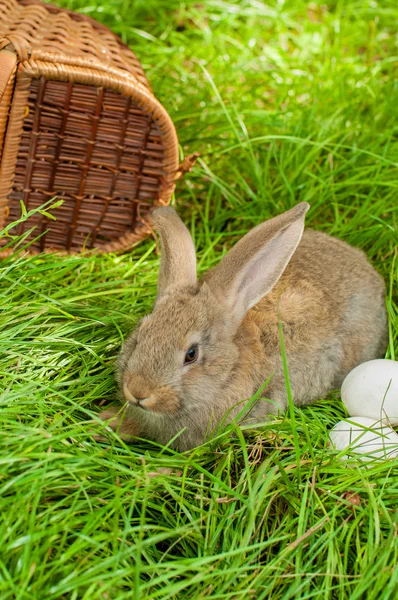 Conejo de Pascua con huevos en cesta — Foto de Stock