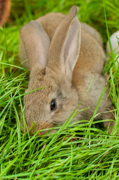 Lapin de Pâques avec œufs dans le panier — Photo