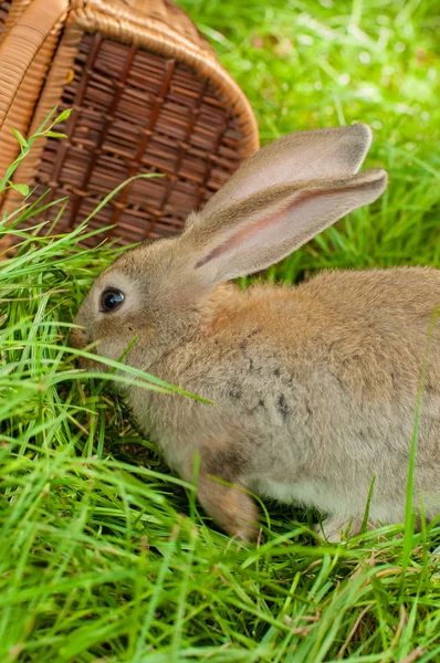 Lapin de Pâques avec œufs dans le panier — Photo