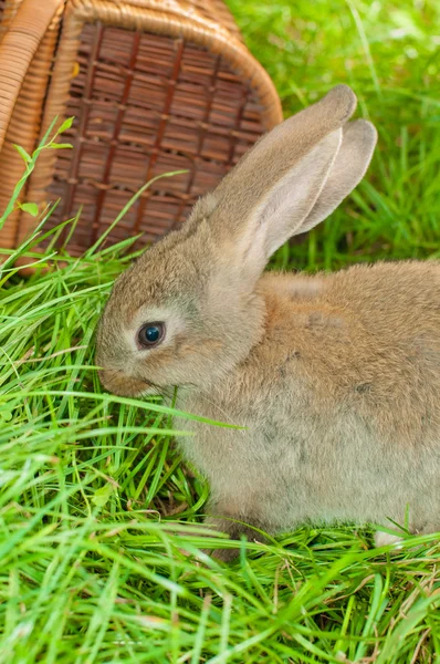 Пасхальный кролик с яйцами в корзине — стоковое фото