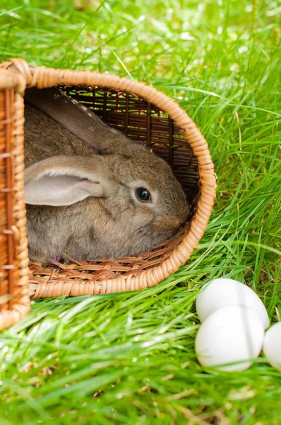 Conejo de Pascua con huevos en cesta —  Fotos de Stock