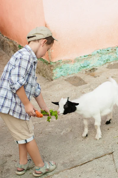 Küçük çocuk keçi hayvanat bahçesinde beslenir. — Stok fotoğraf