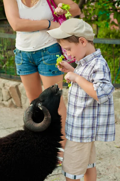 小さな男の子は動物園に羊をフィードします。 — ストック写真