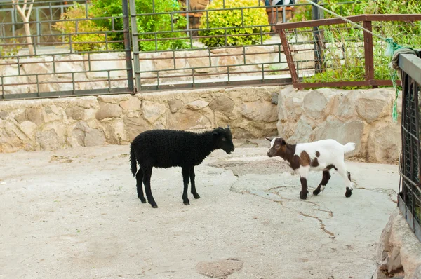 Hayvanat bahçesinde benekli keçi — Stok fotoğraf