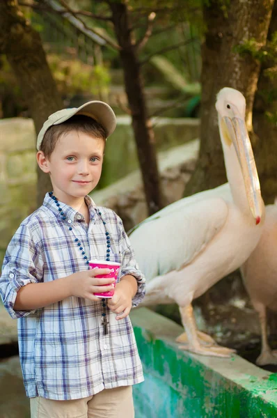 Kleiner Junge im Zoo mit Pelikanen — Stockfoto