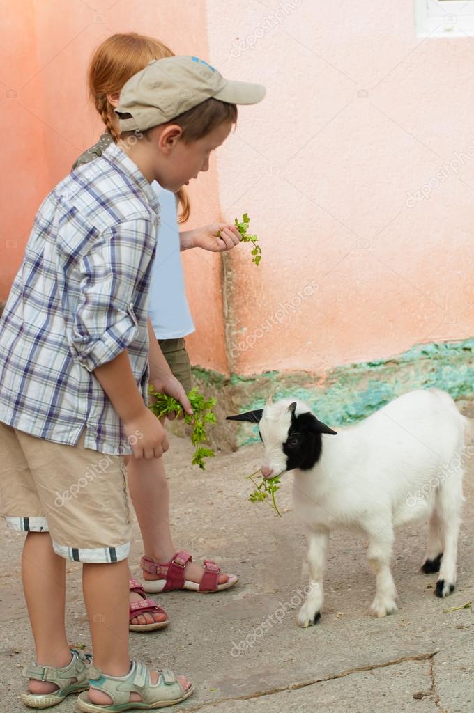 Children fed goat at  zoo