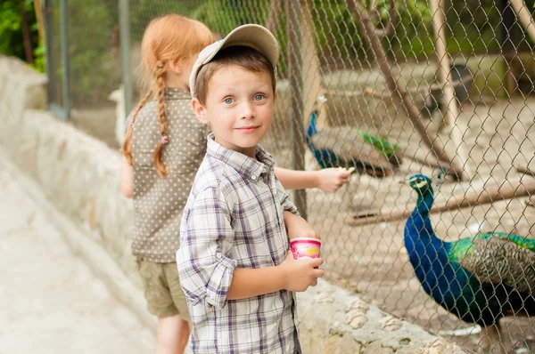 子供は動物園の孔雀に供給されます。 — ストック写真