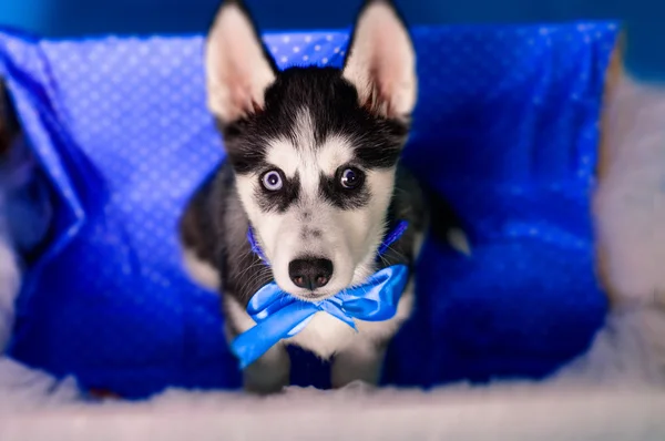 Husky cachorro en una caja con una cesta de huevos —  Fotos de Stock