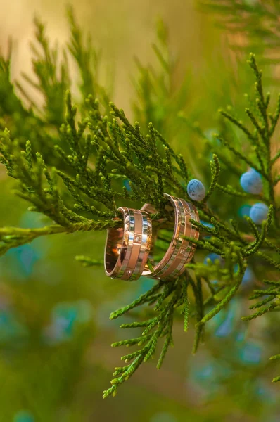 Wedding rings hanging on   tree — Stock Photo, Image