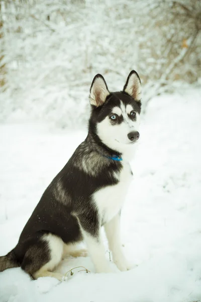 Husky Welpe Hund auf Schnee — Stockfoto