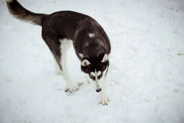 Husky yavru köpek üstünde kar — Stok fotoğraf