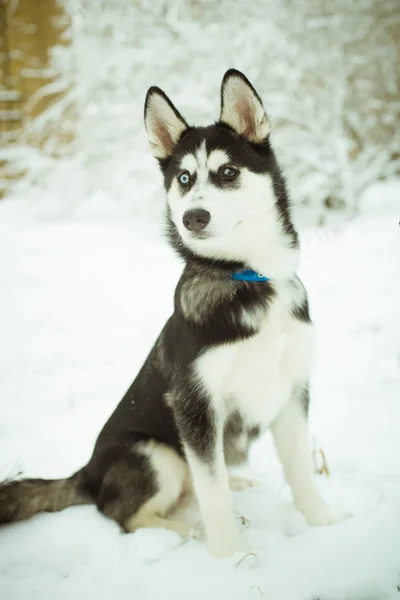 Husky yavru köpek üstünde kar — Stok fotoğraf