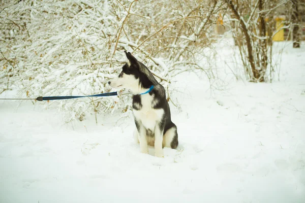 Husky puppy dog on snow — Stock Photo, Image