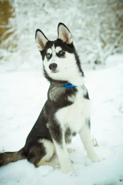 Cão de cachorro Husky na neve — Fotografia de Stock