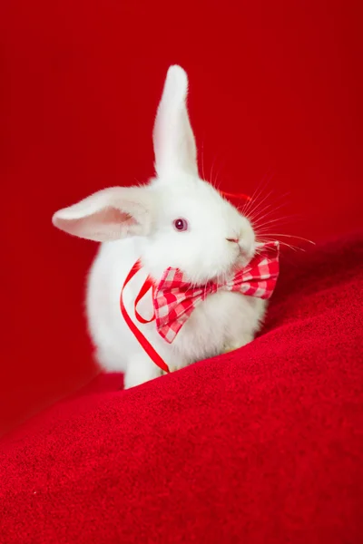 Conejo blanco con pajarita — Foto de Stock