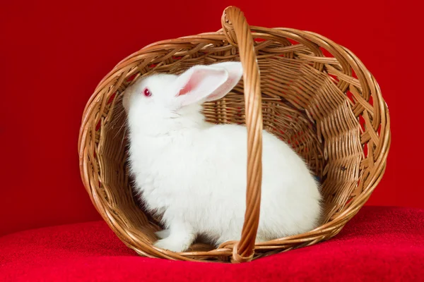 Lapin blanc dans un panier — Photo