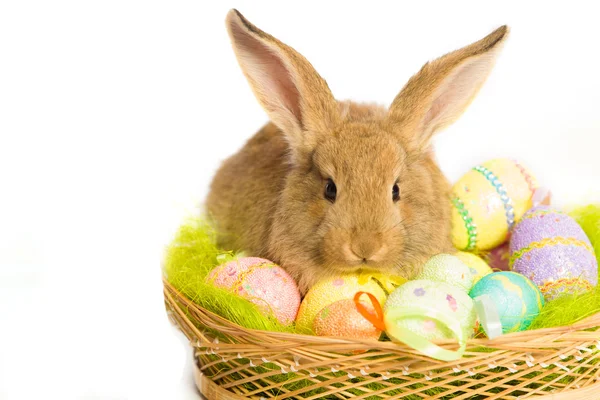 Osterhase mit Korb und Eiern — Stockfoto