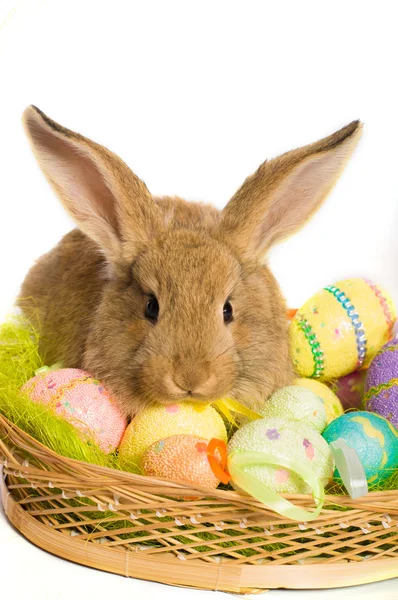 带篮子和鸡蛋的复活节兔子 — 图库照片