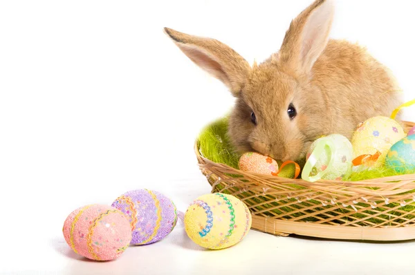 Conejito de Pascua con cesta y huevos — Foto de Stock