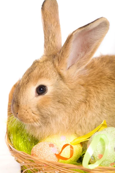 Lapin de Pâques avec panier et œufs — Photo