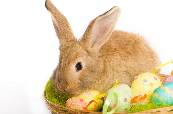 Пасхальный кролик с корзиной и яйцами — стоковое фото