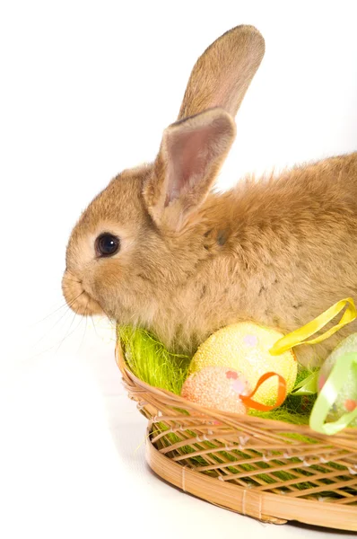 Conejito de Pascua con cesta y huevos —  Fotos de Stock