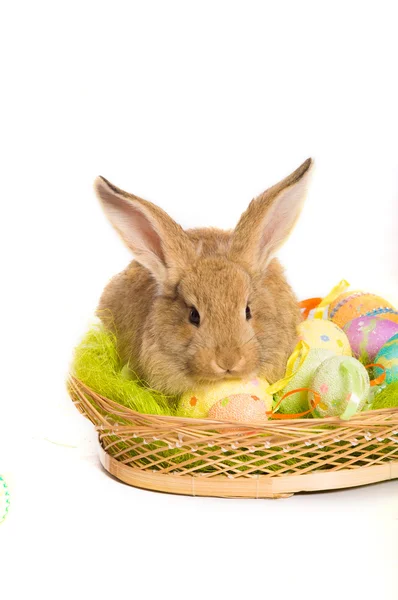 带篮子和鸡蛋的复活节兔子 — 图库照片