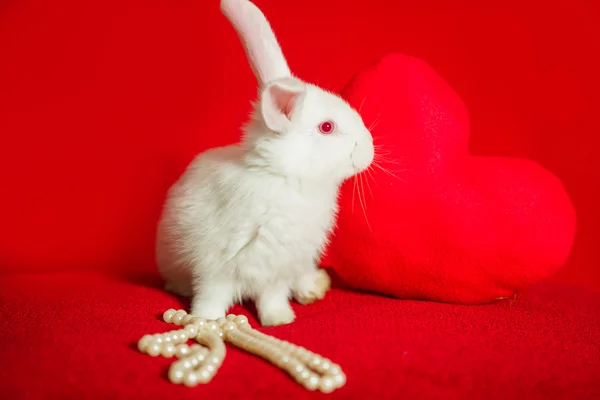 White rabbit and red heart white pearls — Stock Photo, Image