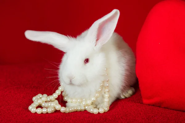 白ウサギ、赤いハートは白い真珠 — ストック写真