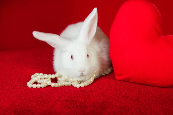 白珍珠白色的兔子和红色的心 — 图库照片