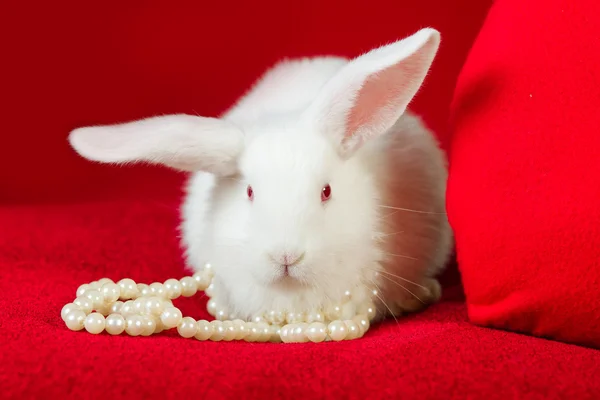 Witte konijn en rood hart wit parels — Stockfoto