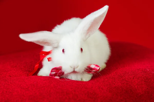 Conejo blanco con pajarita — Foto de Stock