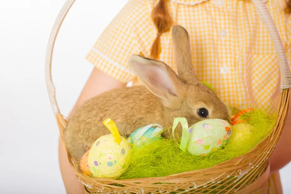 Králík v košíku velikonoční vajíčka — Stock fotografie