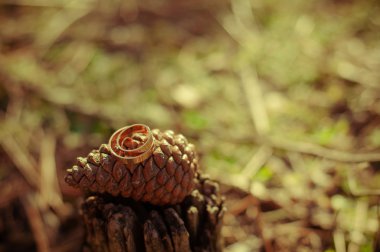 Doğada altın alyans