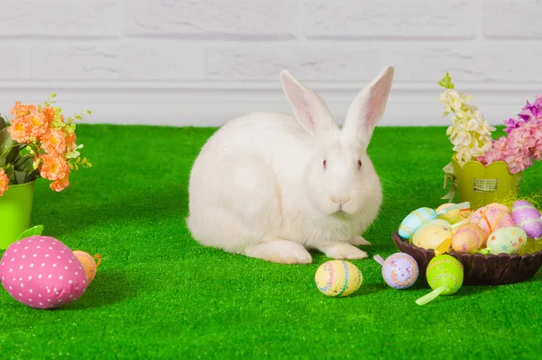 Conejo blanco en la hierba con flores y un baske — Foto de Stock