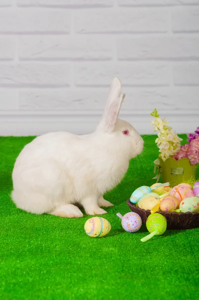 Conejo blanco en la hierba con flores y un baske — Foto de Stock