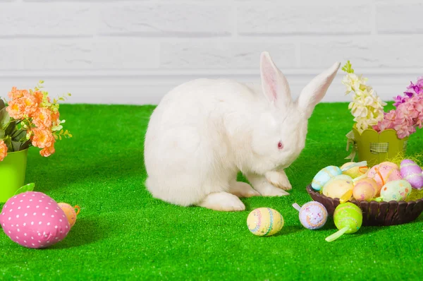 Biały królik na trawie z kwiatów i sprężyn — Zdjęcie stockowe