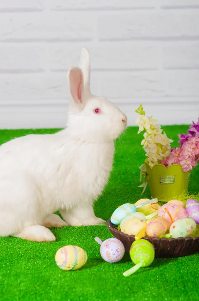 Conejo blanco en la hierba con flores y un baske — Foto de Stock