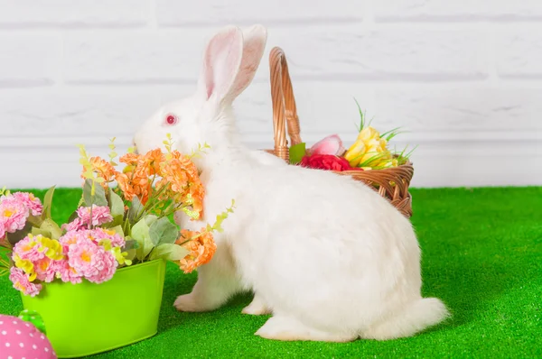 White rabbit op het gras met bloemen en een baske — Stockfoto