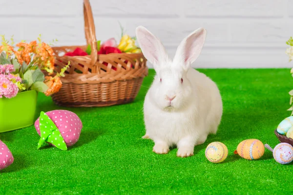 Vit kanin på gräset med blommor och en baske — Stockfoto